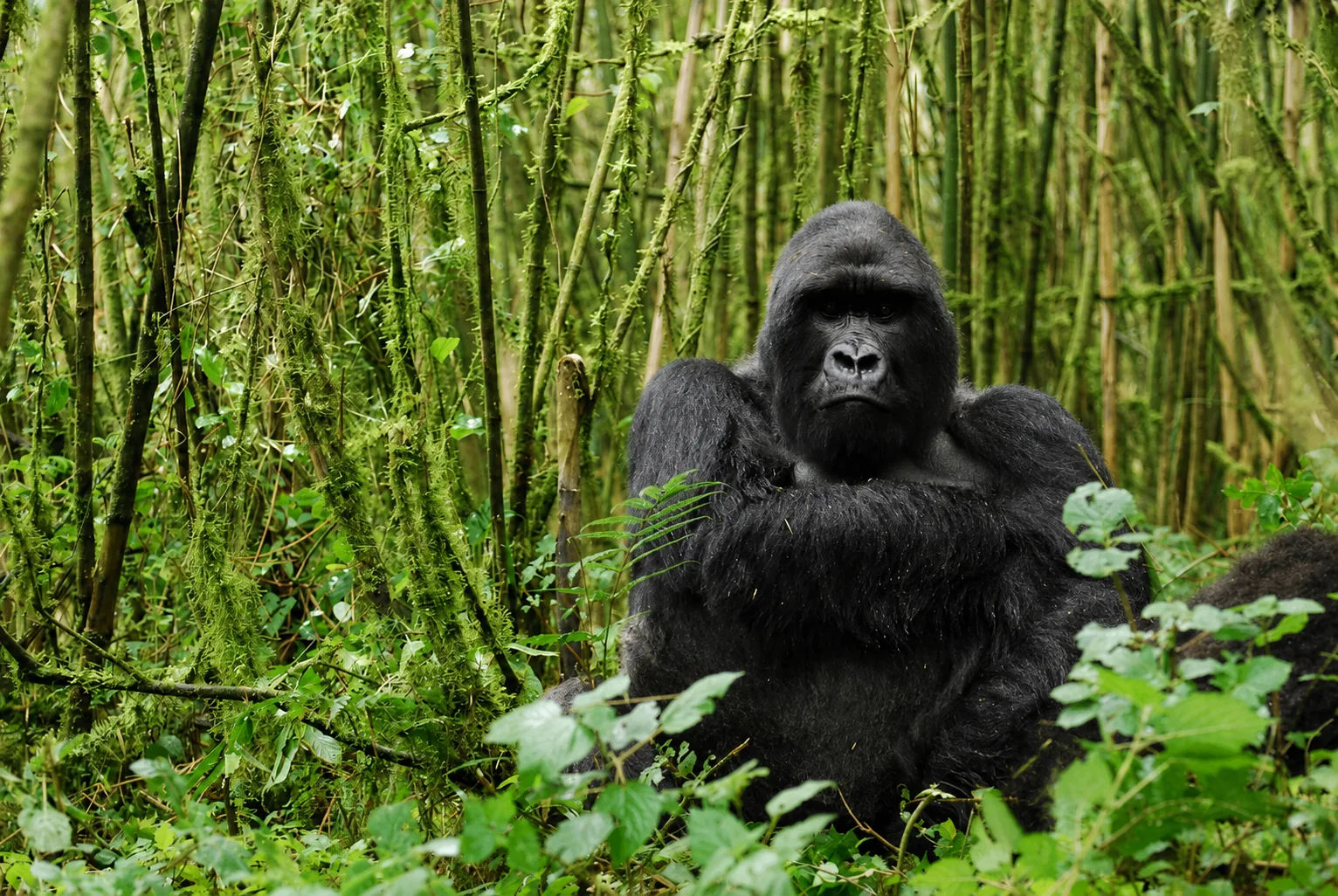 Mountain gorilla in the bamboo forest of Volcanoes National Park, Rwanda